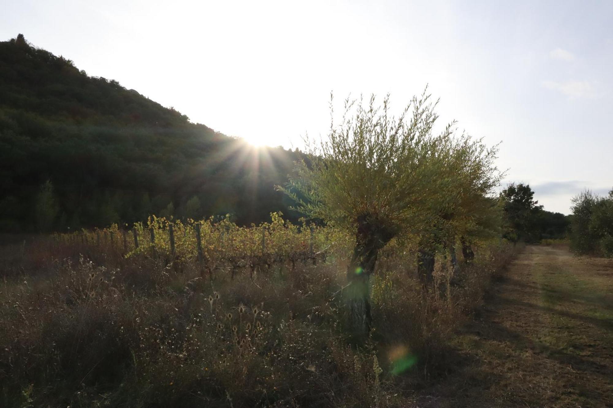 MontefollonicoAbbadia Wine Relais住宿加早餐旅馆 外观 照片